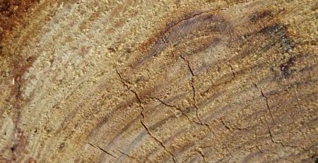 Aus Holz geschnitzt