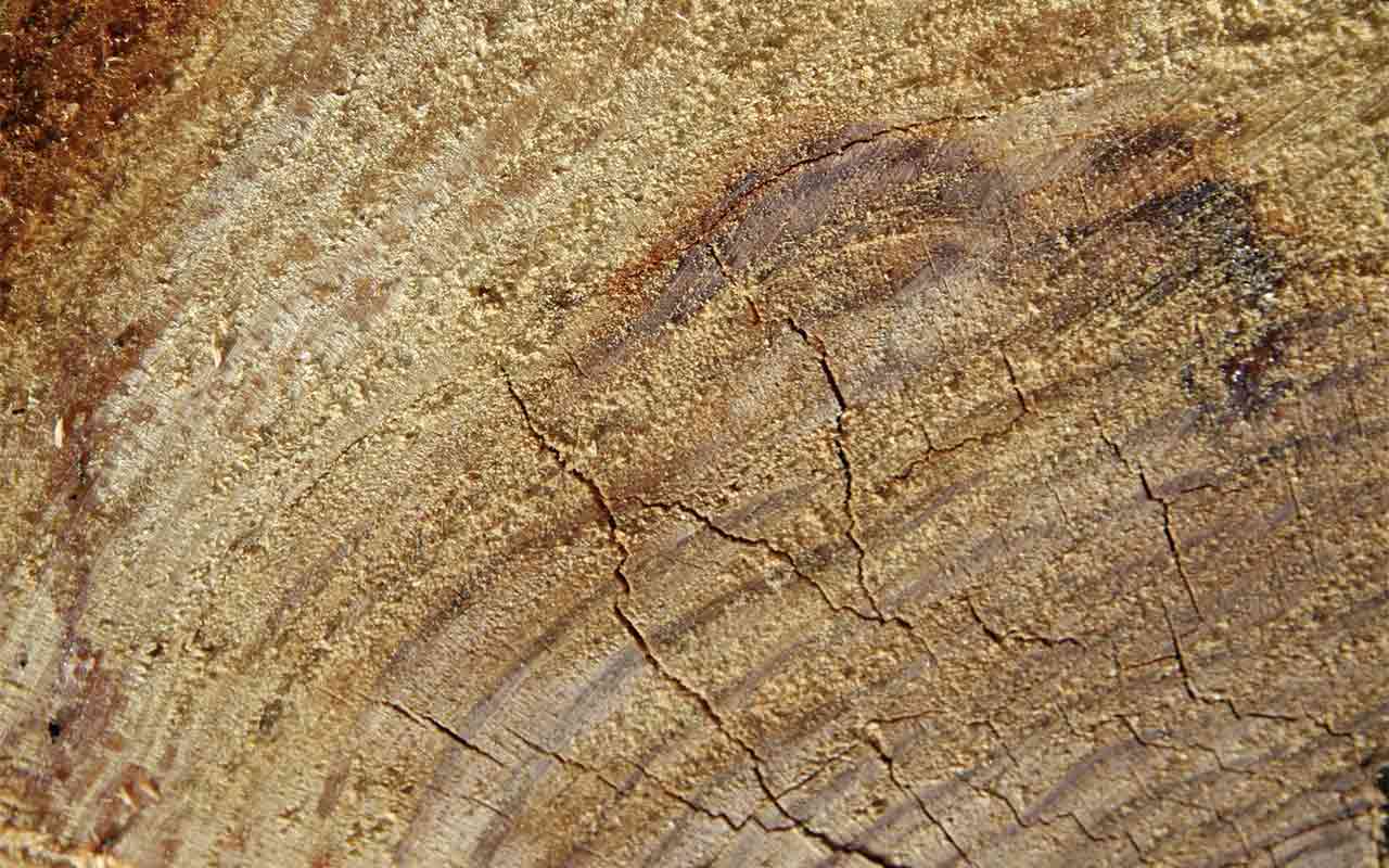 Aus Holz geschnitzt